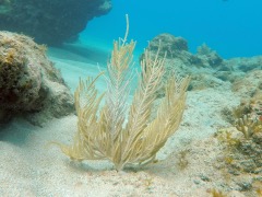 Sea Plume Coral